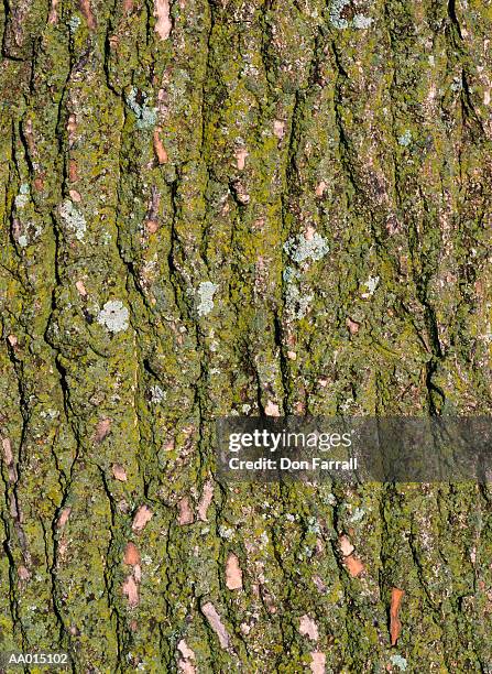 tree bark background - brown lichen stock pictures, royalty-free photos & images