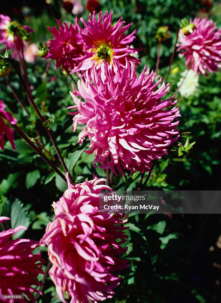 Pink Chrysanthemums