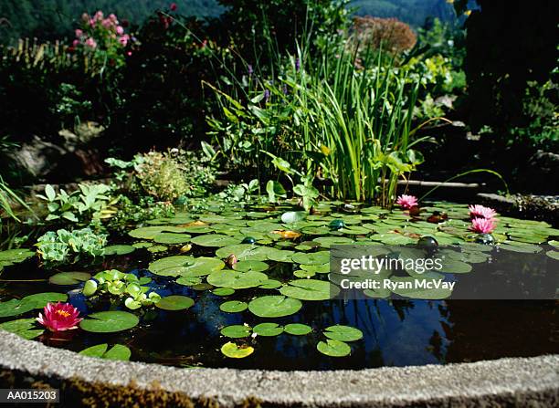 lily pads in a pond - water garden stock pictures, royalty-free photos & images