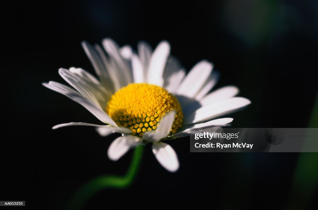 Close-Up of a Daisy