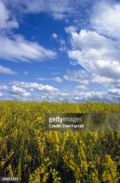 wildflowers in south dakota - south dakota 個照片及圖片檔