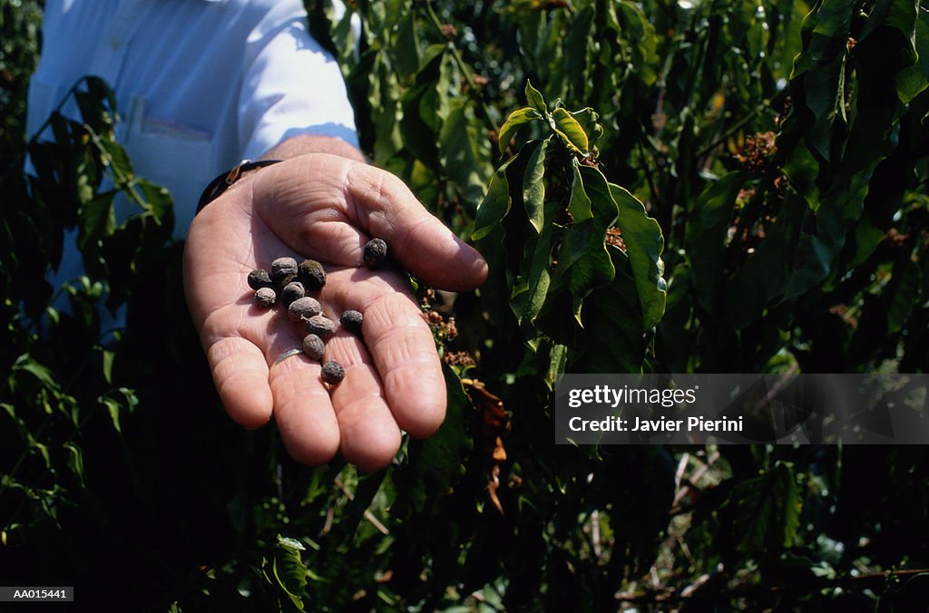 Man Holding Coffee Beans in a Coffee Field