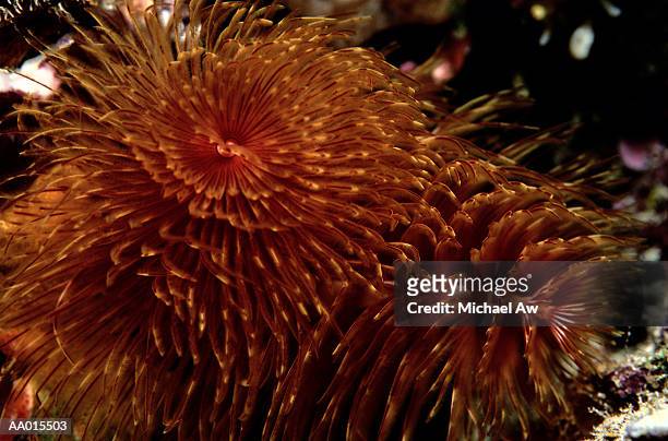 feather duster worms - tube worm stock pictures, royalty-free photos & images