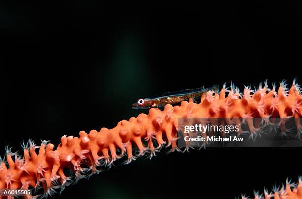 goby fish resting on a sea whip - trimma okinawae stock pictures, royalty-free photos & images