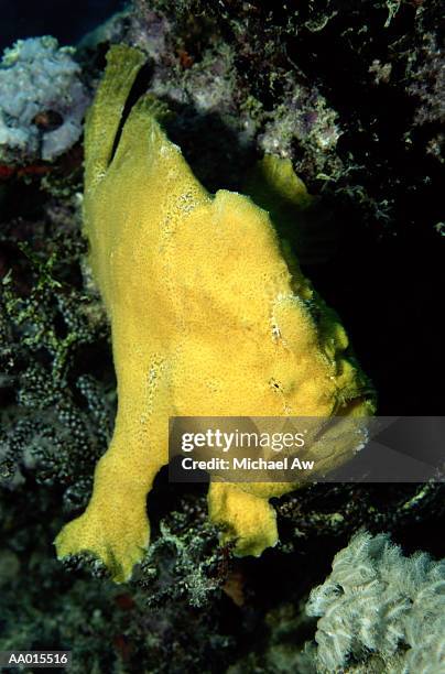 yellow anglerfish close-up - anglerfisch stock-fotos und bilder