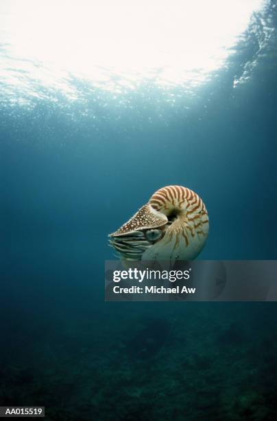 nautilus floating - nautilus stock pictures, royalty-free photos & images