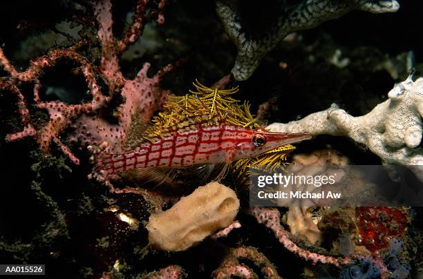 hawkfish - hawkfish stock pictures, royalty-free photos & images