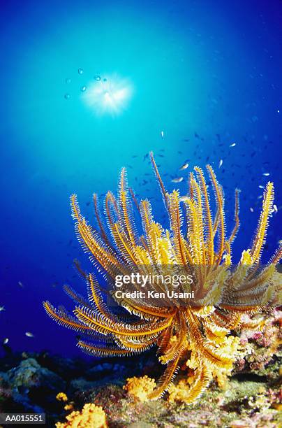 feather star - crinoid stock pictures, royalty-free photos & images