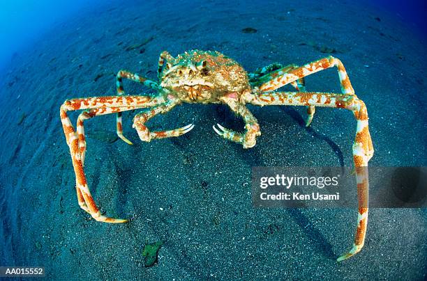 giant japanese spider crab (macrocheira kaempferi) - japanese spider crab stock pictures, royalty-free photos & images