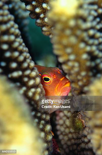 ring-eyed hawk fish hiding behind coral - hawkfish stock-fotos und bilder