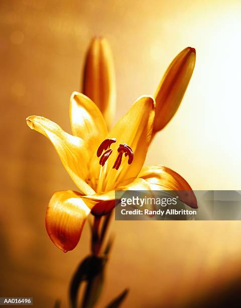asiatic lily - asiatic lily - fotografias e filmes do acervo