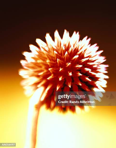 globe thistle - globe thistle stock pictures, royalty-free photos & images