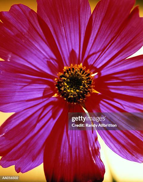 cosmos close-up - couleur des végétaux photos et images de collection