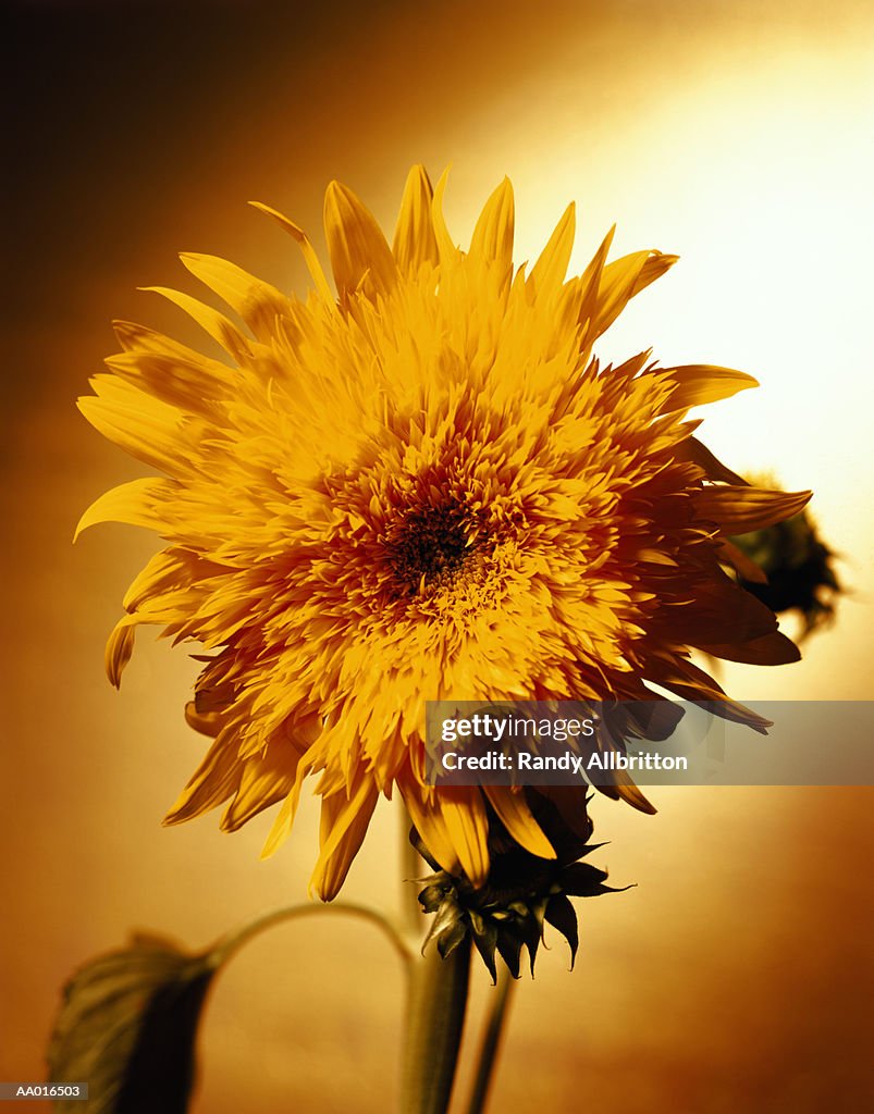 Teddy Bear Sunflower