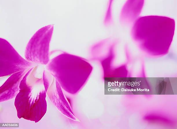orchids (dendrobium phalaenopsis), close-up - plant color stock pictures, royalty-free photos & images