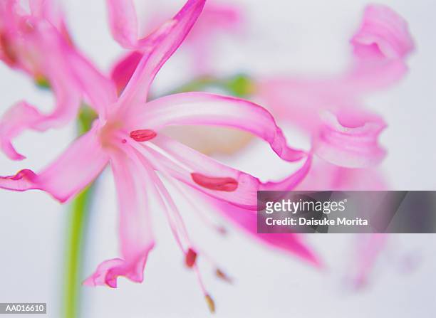 close-up of a japanese spider lily - japanese lily stock pictures, royalty-free photos & images
