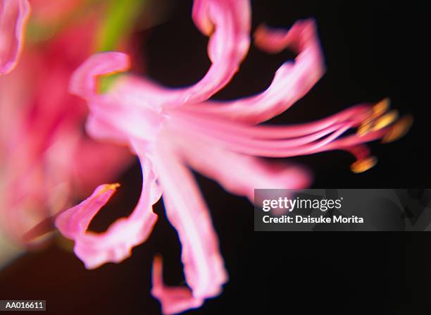 close-up of a japanese spider lily - japanese lily stock pictures, royalty-free photos & images