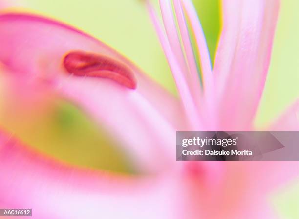 detail of a japanese spider lily - japanese lily stock pictures, royalty-free photos & images