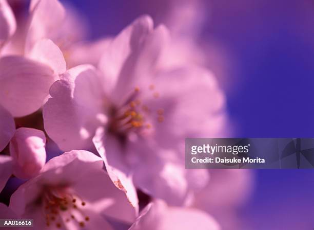 close-up of cherry blossoms - cherry blossoms foto e immagini stock