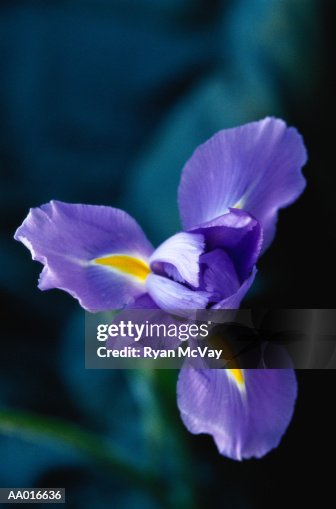 Iris Iris