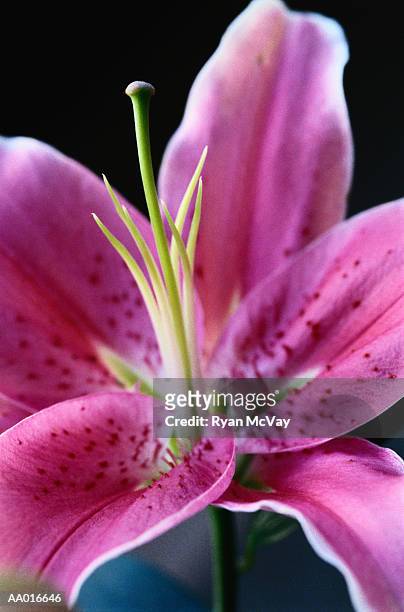 lily close-up - couleur des végétaux photos et images de collection