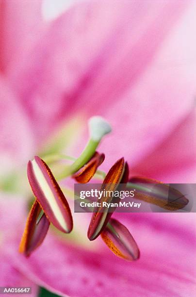 detail of a lily - plant color stock pictures, royalty-free photos & images