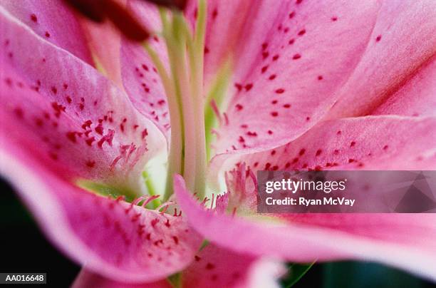 detail of a lily - plant color stock pictures, royalty-free photos & images