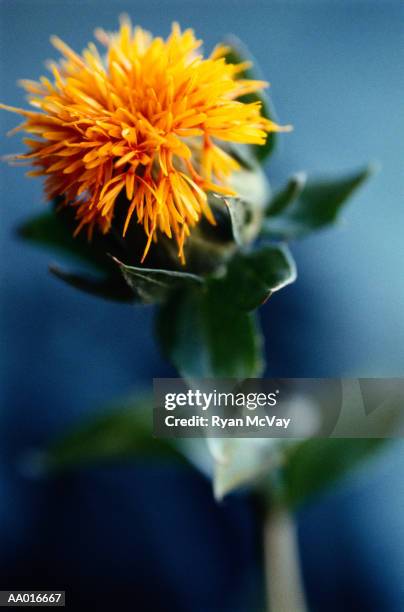 safflower - safflower stock pictures, royalty-free photos & images