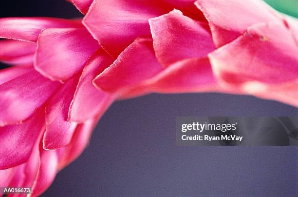 ginger flower detail - ginger flower stock pictures, royalty-free photos & images
