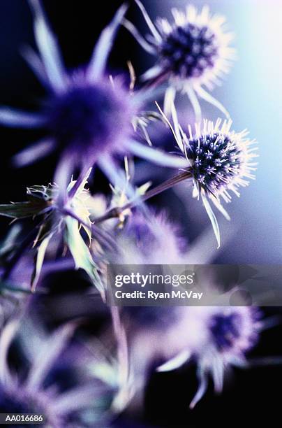 sea holly close-up - holly photos et images de collection