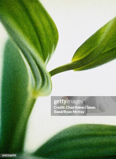 sandersonia leaf close-up - japanese lantern foto e immagini stock