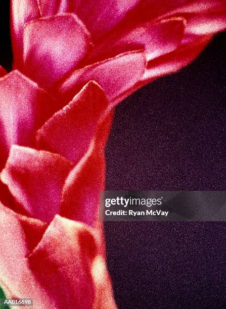 ginger flower close-up - ginger flower stockfoto's en -beelden