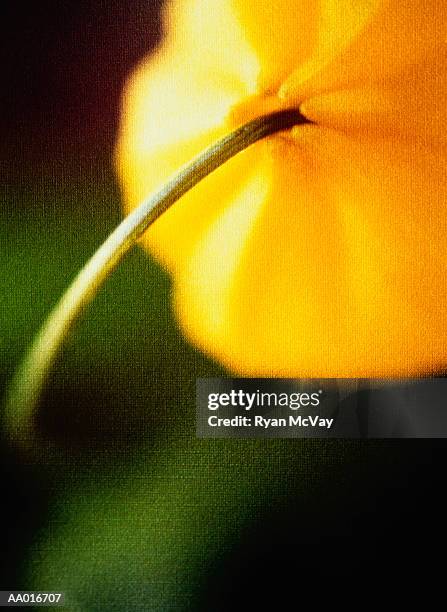 sandersonia detail - japanese lantern foto e immagini stock