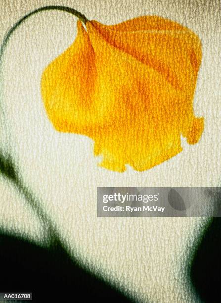 sandersonia - japanese lantern foto e immagini stock