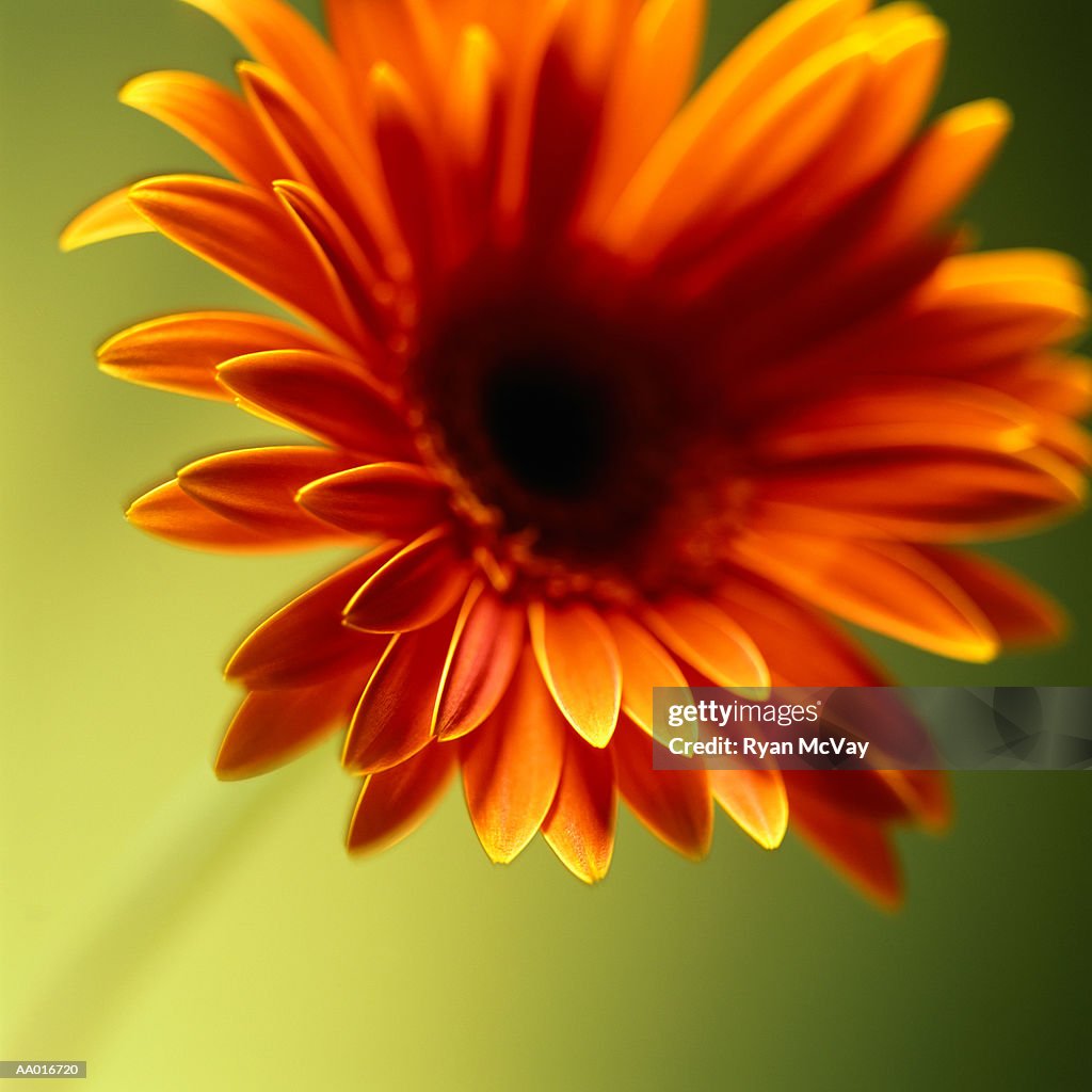 Gerbera daisy, close-up