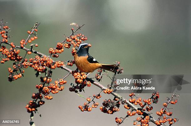 redstart on a branch - redstart stock pictures, royalty-free photos & images