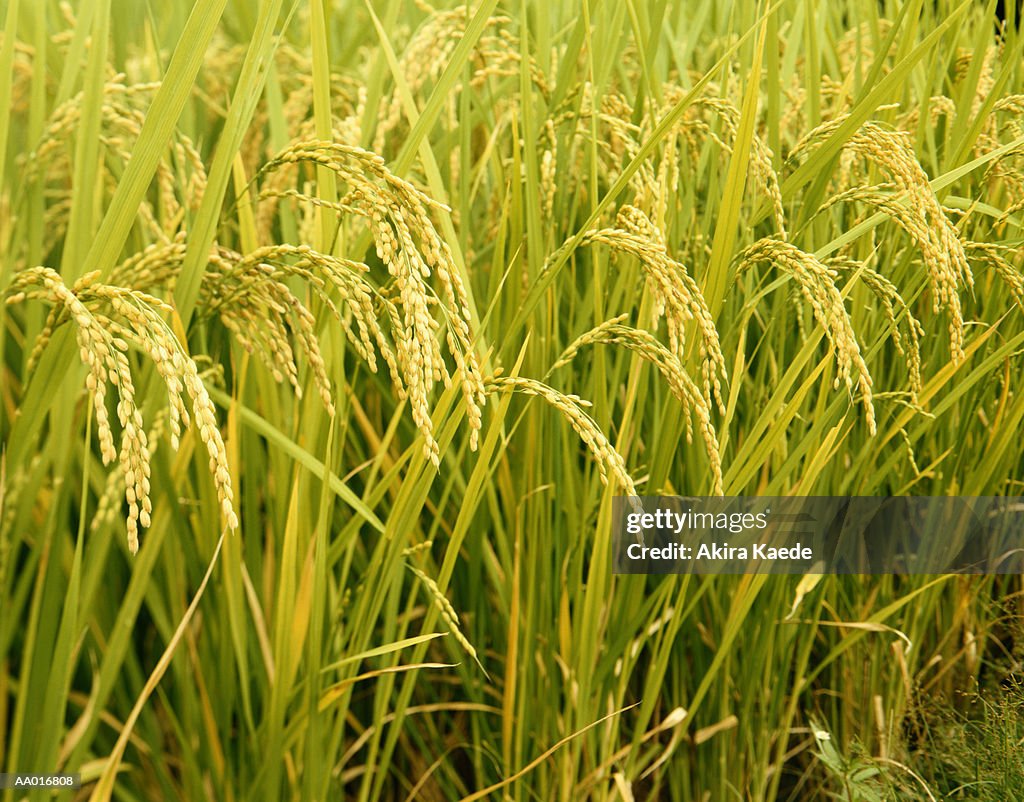 Rice Field, close-up