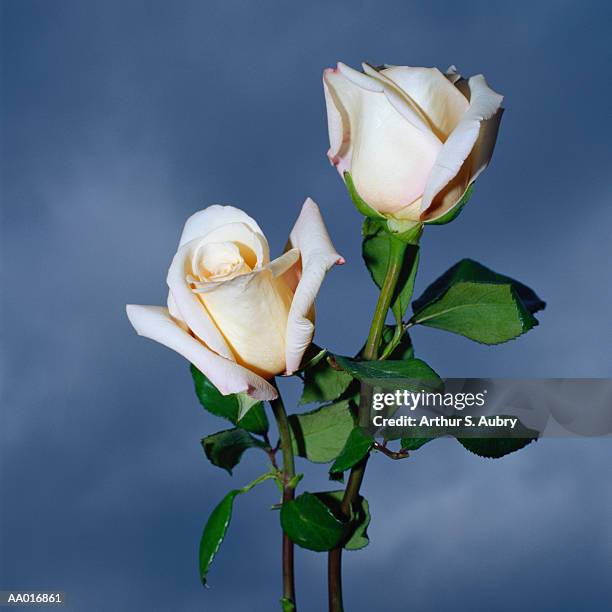 Two White Roses Opening 320 A Pair Of Roses Stock Photos, High-Res Pictures, and Images - Getty ...