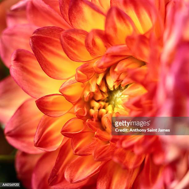 chrysanthemum - couleur des végétaux photos et images de collection