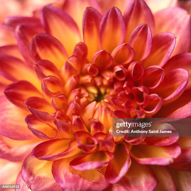 chrysanthemum - plant color stock pictures, royalty-free photos & images