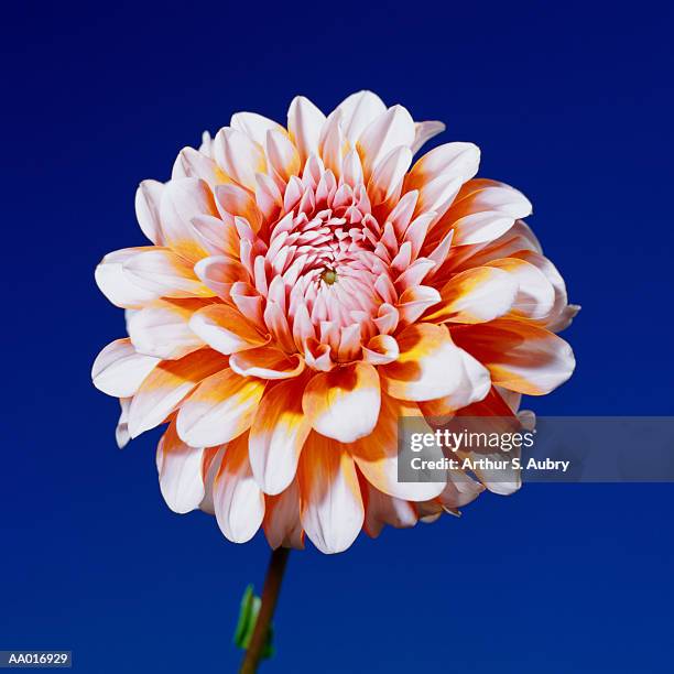 dahlia close-up - plant color stock pictures, royalty-free photos & images