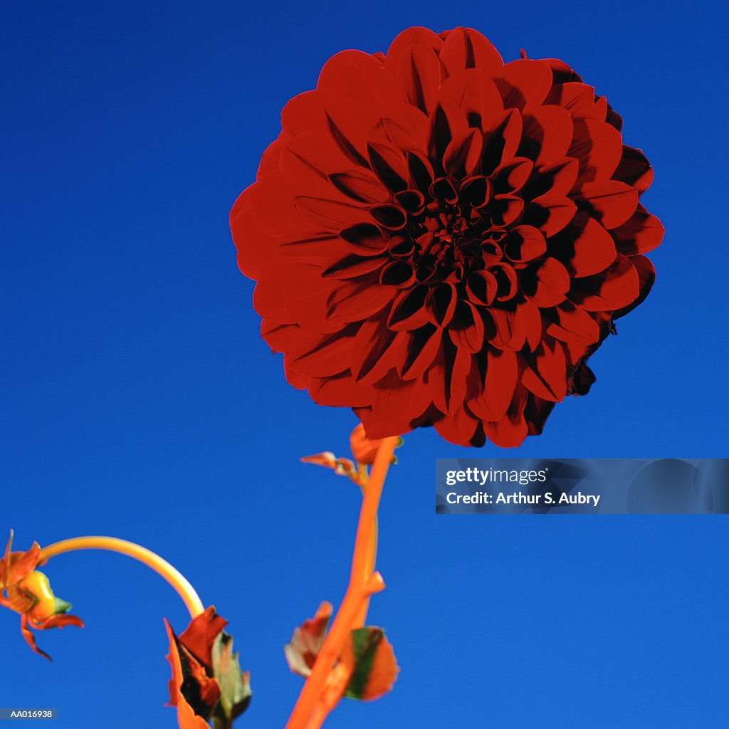 Dahlia Close-Up