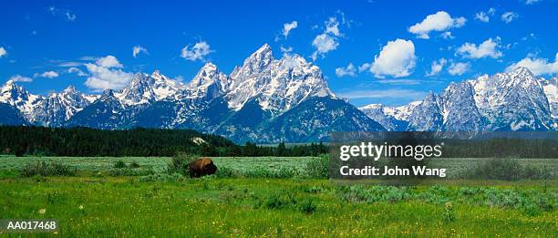 buffalo in wyoming - buffalo fotografías e imágenes de stock