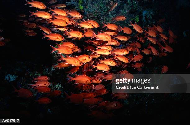 school of squirrel fish in the maldives - squirrel fish stock-fotos und bilder