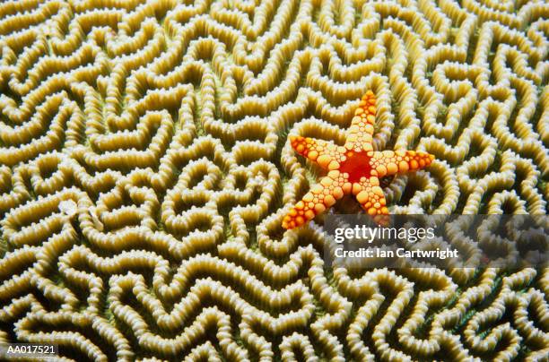 starfish on brain coral in the maldives - brain coral 個照片及圖片檔