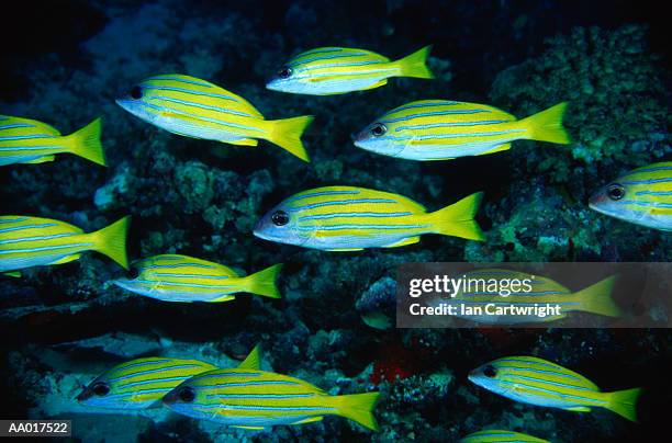 school of blue stripe snappers - bluelined snapper stockfoto's en -beelden