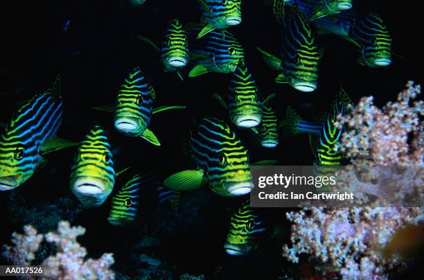 school of oriental sweetlips - sweetlips stock pictures, royalty-free photos & images