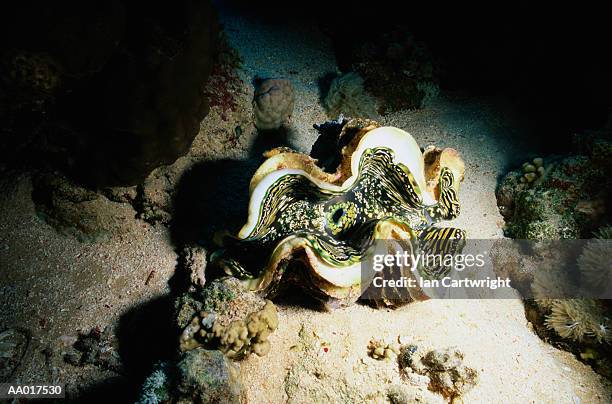 Giant Clam High-Res Stock Photo