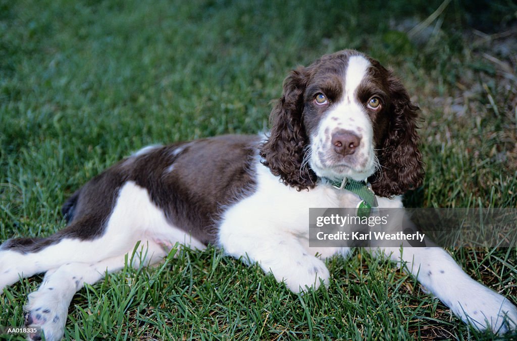 Springer Spaniel