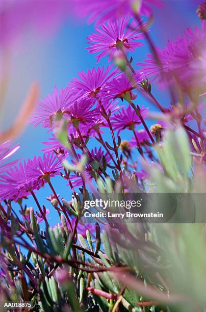 ice plant flowers - barrilha imagens e fotografias de stock